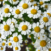 Magnesium Butter Chamomile
