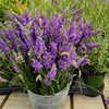 Magnesium Butter Lavender